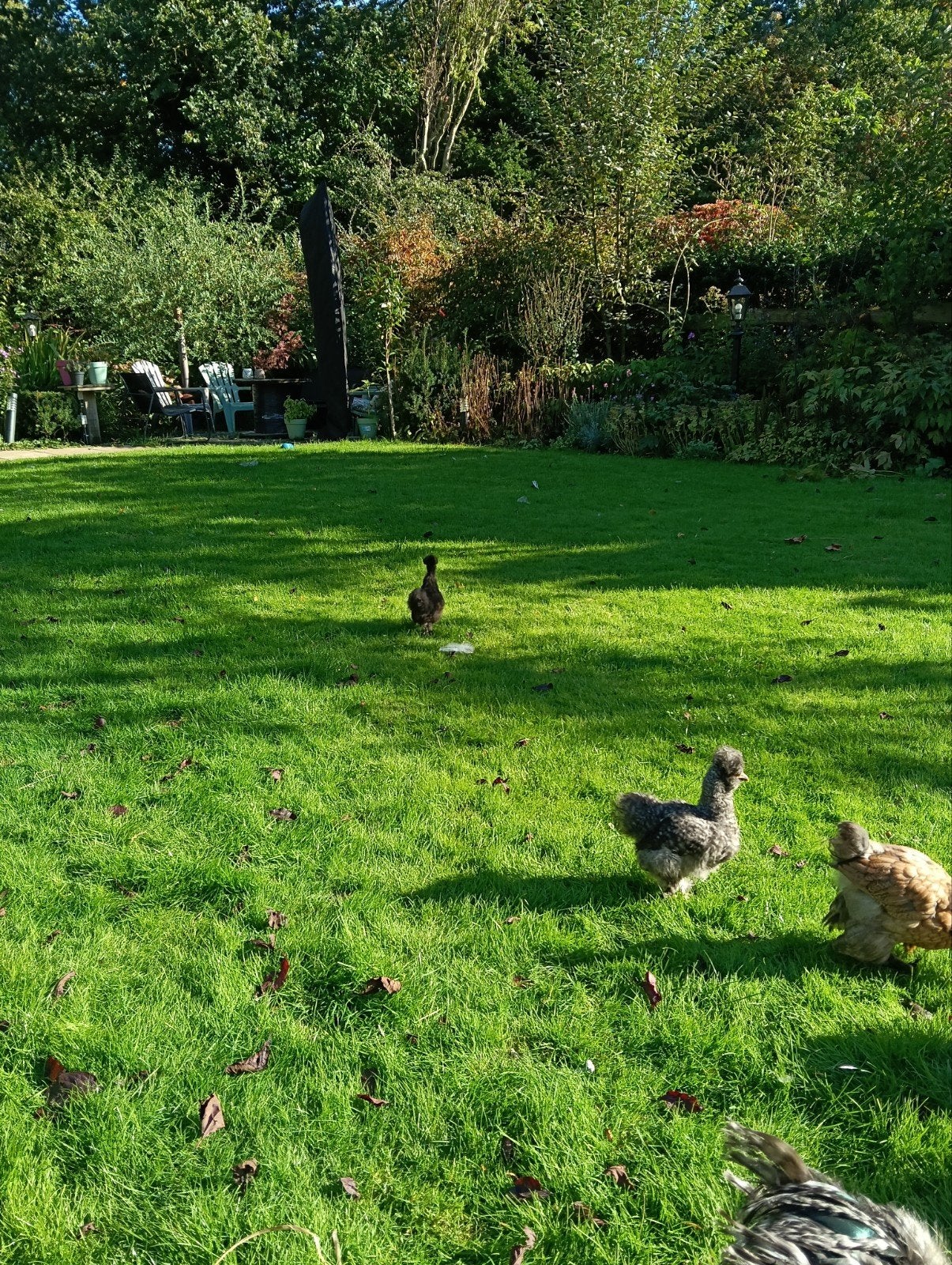 3 Brahma 2 zijdhoen, Dieren en Toebehoren, Meerdere dieren, Kip