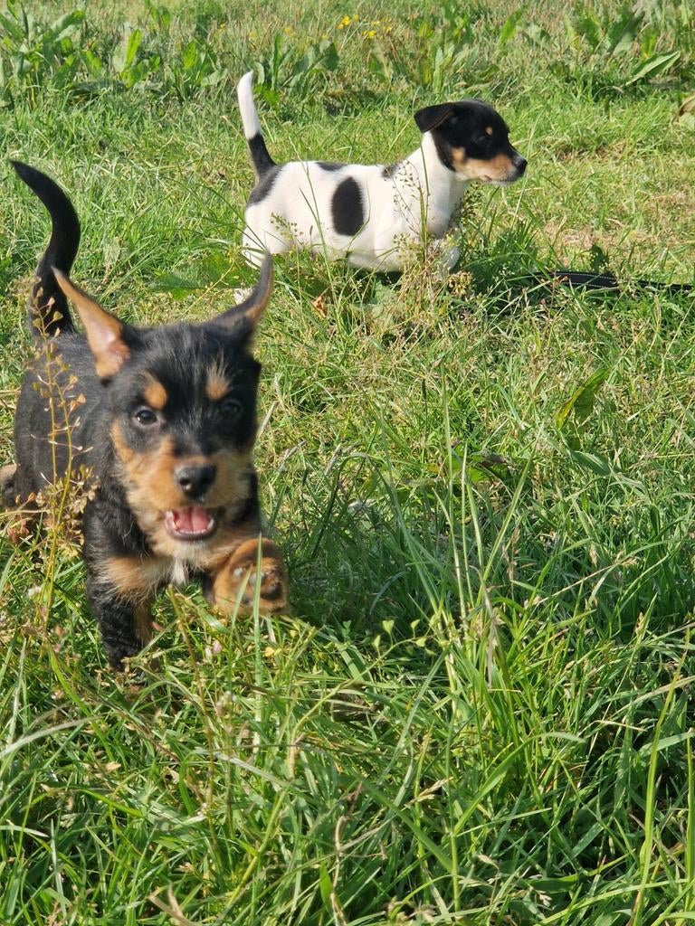 Middelmaat kruising pups, Dieren en Toebehoren, Honden | Niet-rashonden, 8 tot 15 weken, Meerdere, Meerdere dieren, Middel