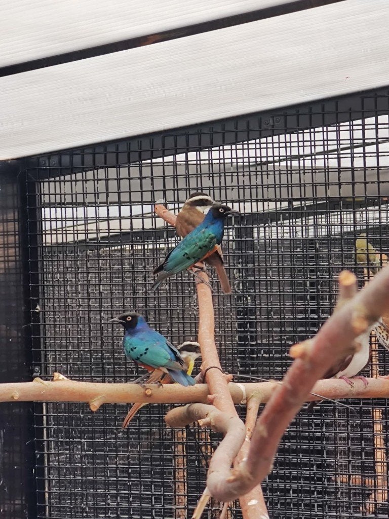 Driekleur glansspreeuw | Koppels | Onverwant, Meerdere dieren, Wildzangvogel, Geringd