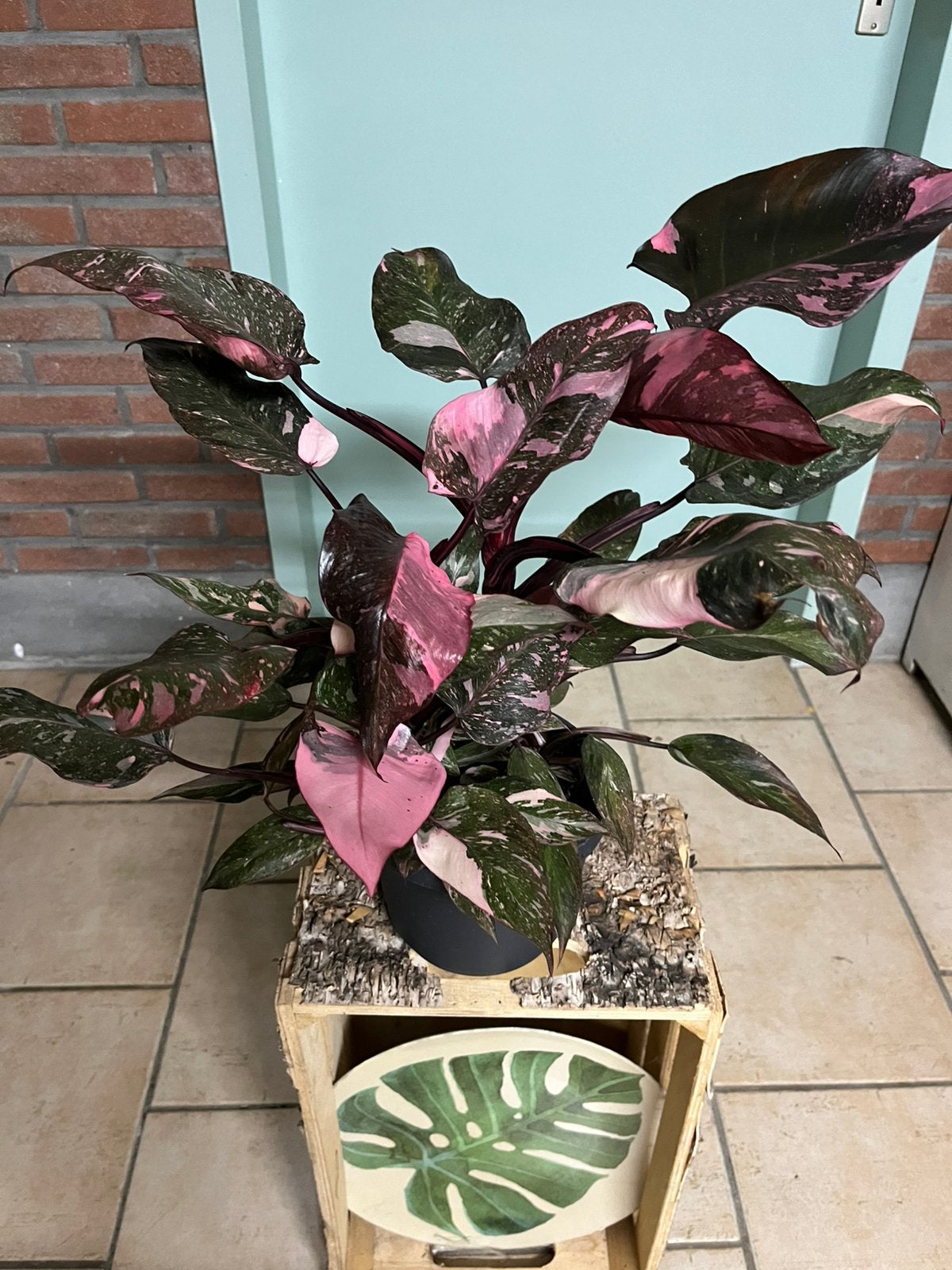 Philodendron ‘Pink Princess’, Huis en Inrichting, Kamerplanten, Ophalen of Verzenden, Halfschaduw, Minder dan 100 cm