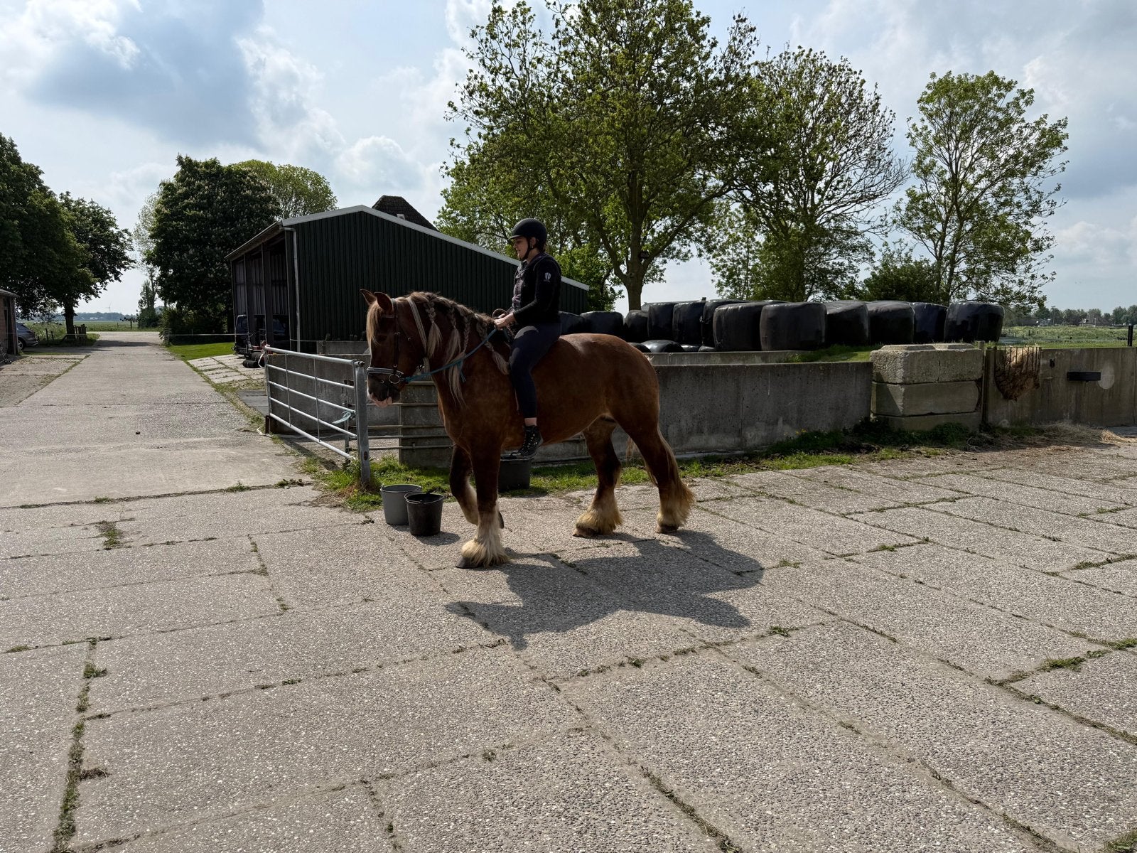 Zadel gezocht, Dieren en Toebehoren, Ophalen, Gebruikt