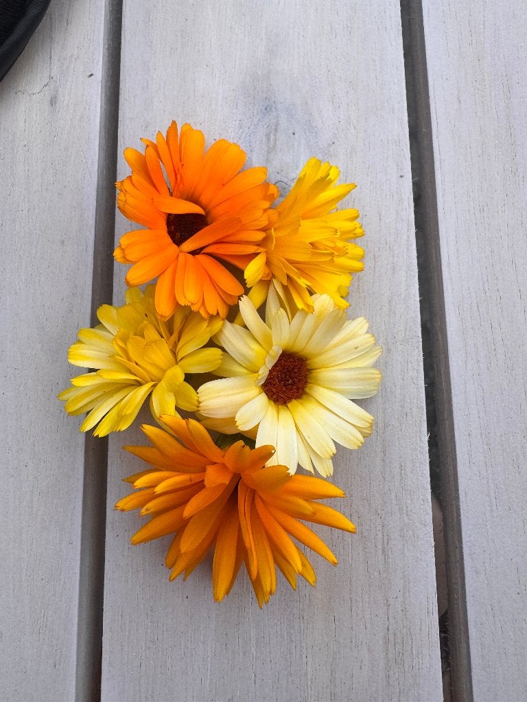 Goudsbloem zaden mix, Ophalen of Verzenden, Volle zon