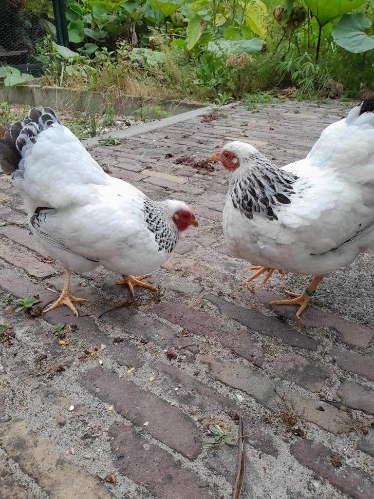 Kippen Wyandotte Columbia, Dieren en Toebehoren, Pluimvee, Vrouwelijk, Kip