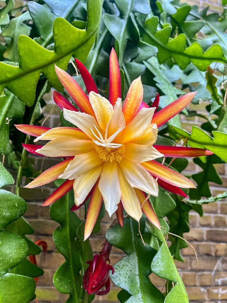cactus - Epiphyllum assortiment, Ophalen of Verzenden, Cactus, Volle zon, Minder dan 100 cm