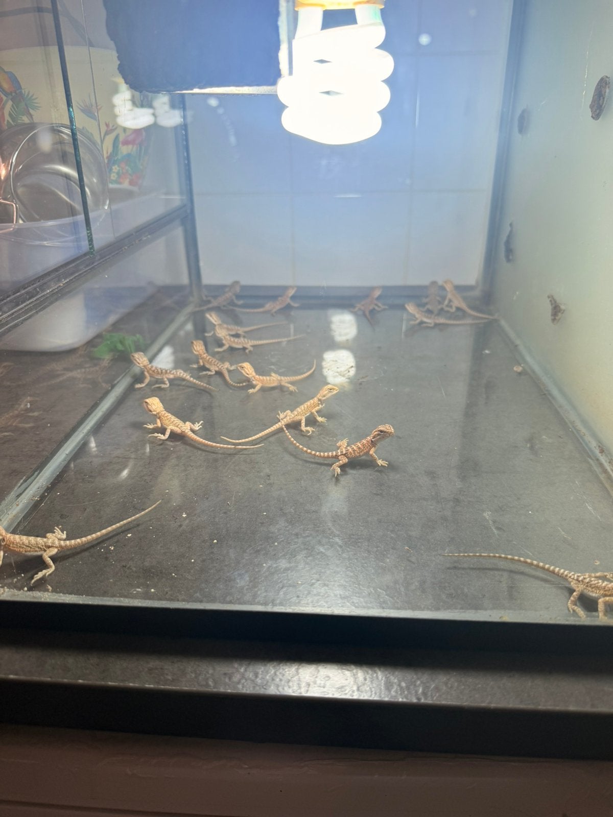 Baardagaam ( Pagona Vitticeps ) Bearded Dragon photo 14