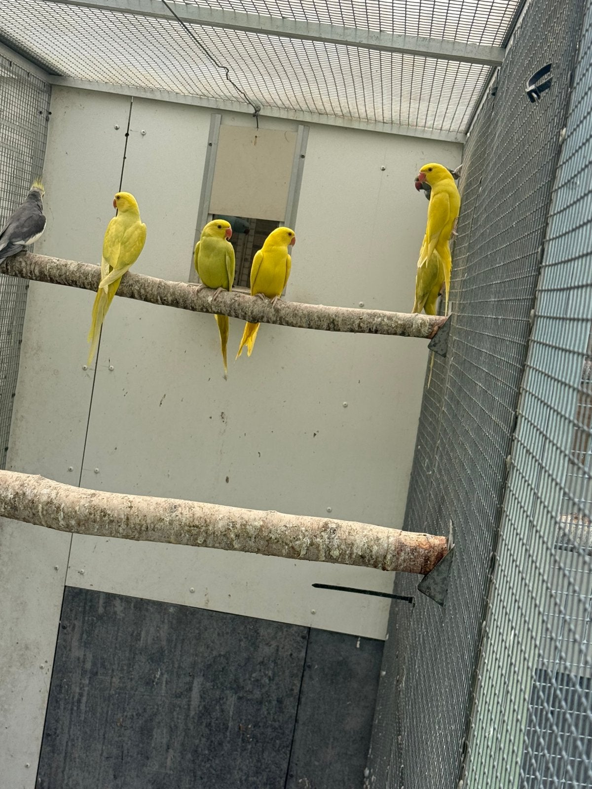 Halsband parkieten, Dieren en Toebehoren, Vogels | Parkieten en Papegaaien, Meerdere dieren, Parkiet