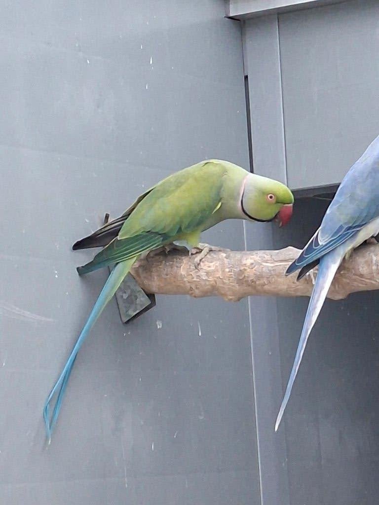 Halsband, Zonparkiet, Rosella..., Dieren en Toebehoren, Vogels | Parkieten en Papegaaien, Meerdere dieren, Parkiet, Geringd