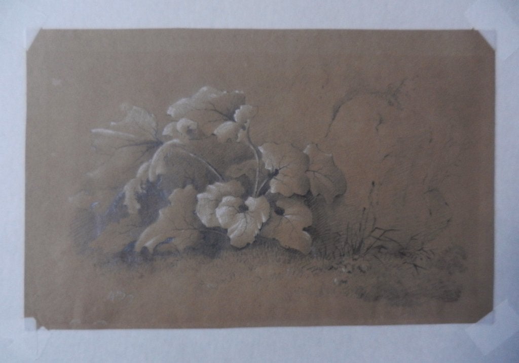 Tekening Plant met grote bladeren bij rots 1843 ongesigneerd, Ophalen of Verzenden, Tekening, Gemengde techniek, Handgemaakt