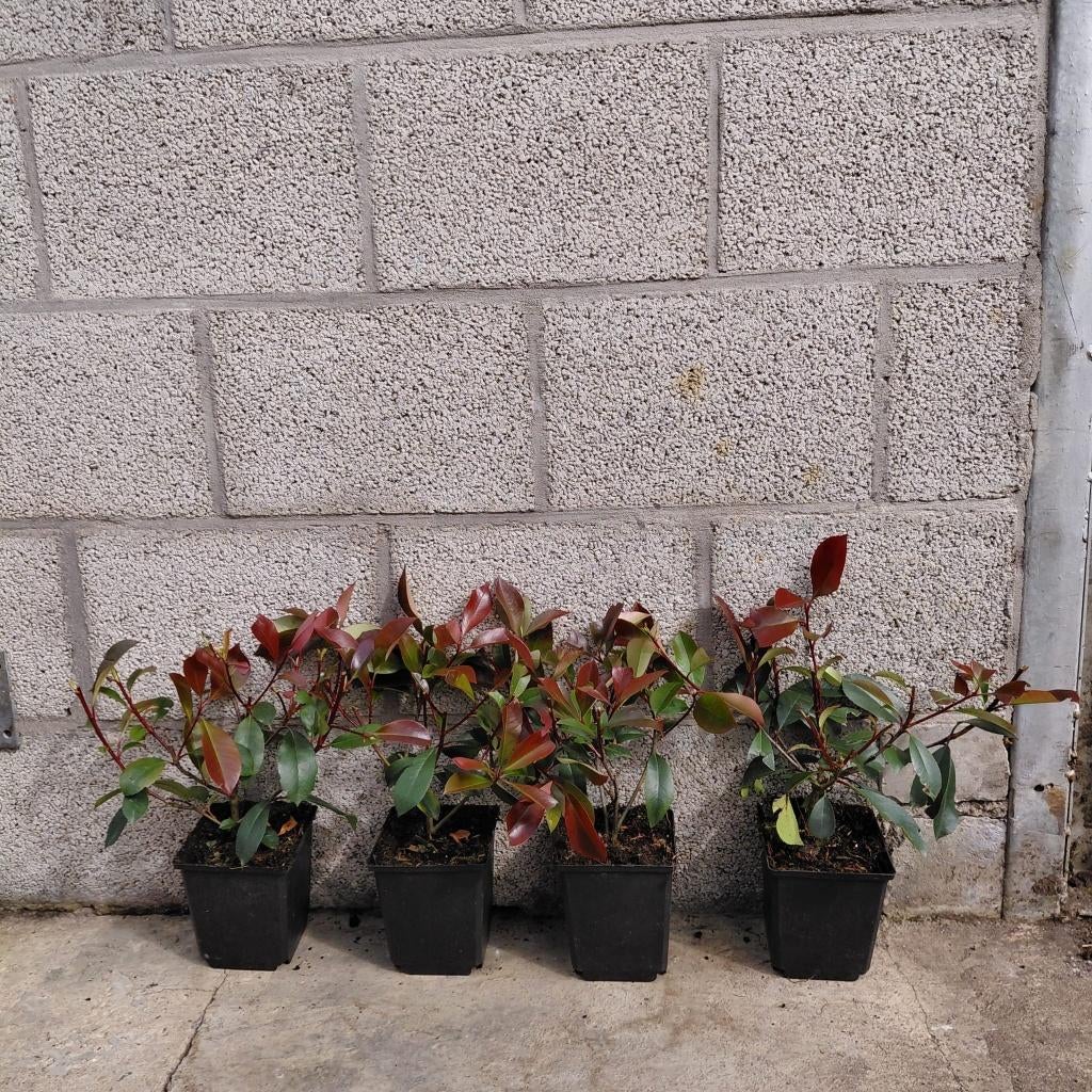 Glansmispel haagplant | Photinia f. 'Red Robin'| Wintergroen, Overige soorten, Vaste plant, Ophalen of Verzenden, Halfschaduw