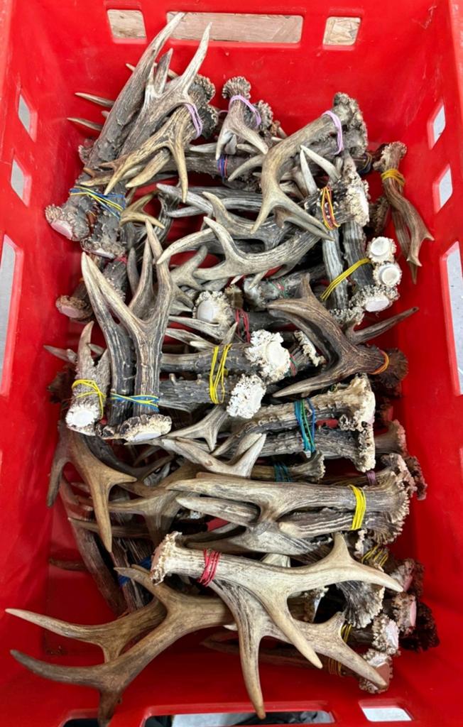 Complete setjes ree geweien taxidermie reebok hert onbewerkt, Ophalen of Verzenden, Hert