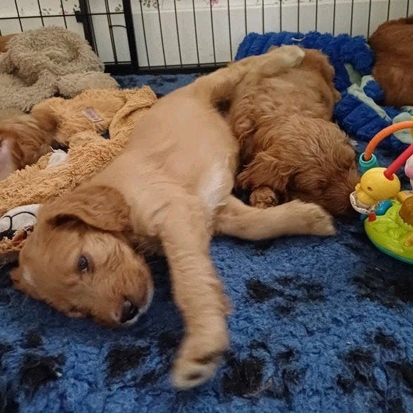 Prachtige Irish Doodle pups (labradoodle, goldendoodle), Overige rassen, CDV (hondenziekte), 8 tot 15 weken, Meerdere
