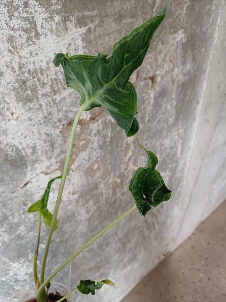 Alocasia Teletubbies knolletjes, Ophalen, Halfschaduw, Minder dan 100 cm