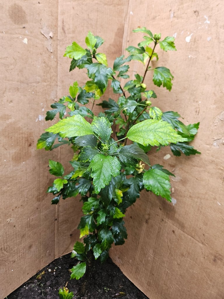 Hibiscus syriacus 70 cm wit, Ophalen, Overige soorten, Minder dan 100 cm