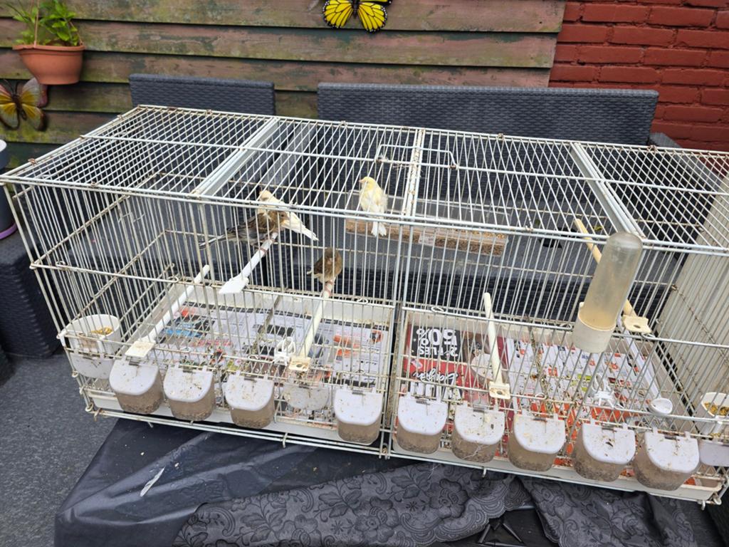 Kanaries, Dieren en Toebehoren, Vogels | Kanaries, Meerdere dieren, Kleurkanarie