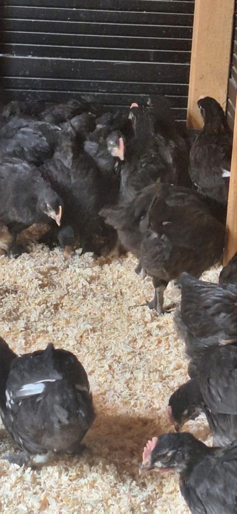 Marans kippen, Dieren en Toebehoren, Vrouwelijk, Kip