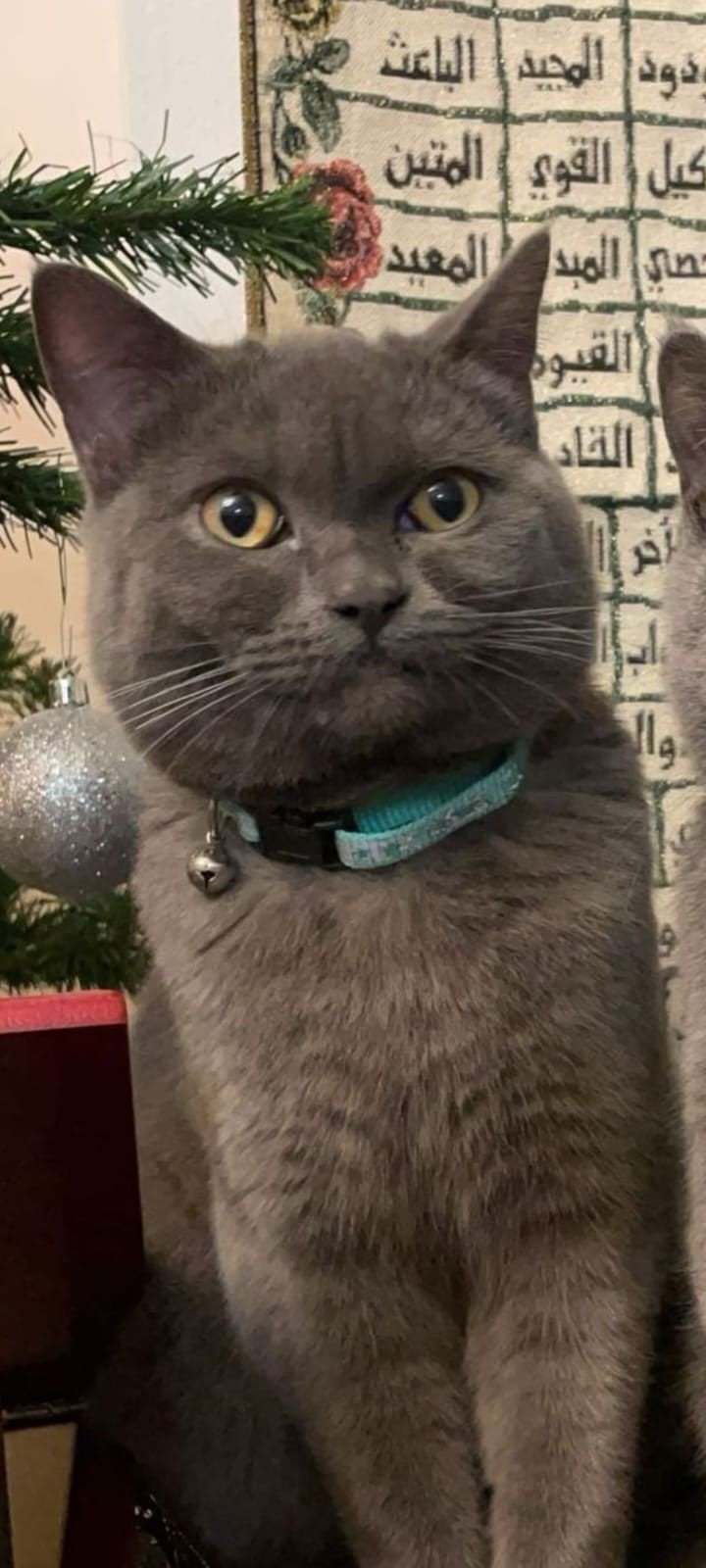Britse korthaar  kater, Kater, Gechipt, 3 tot 5 jaar