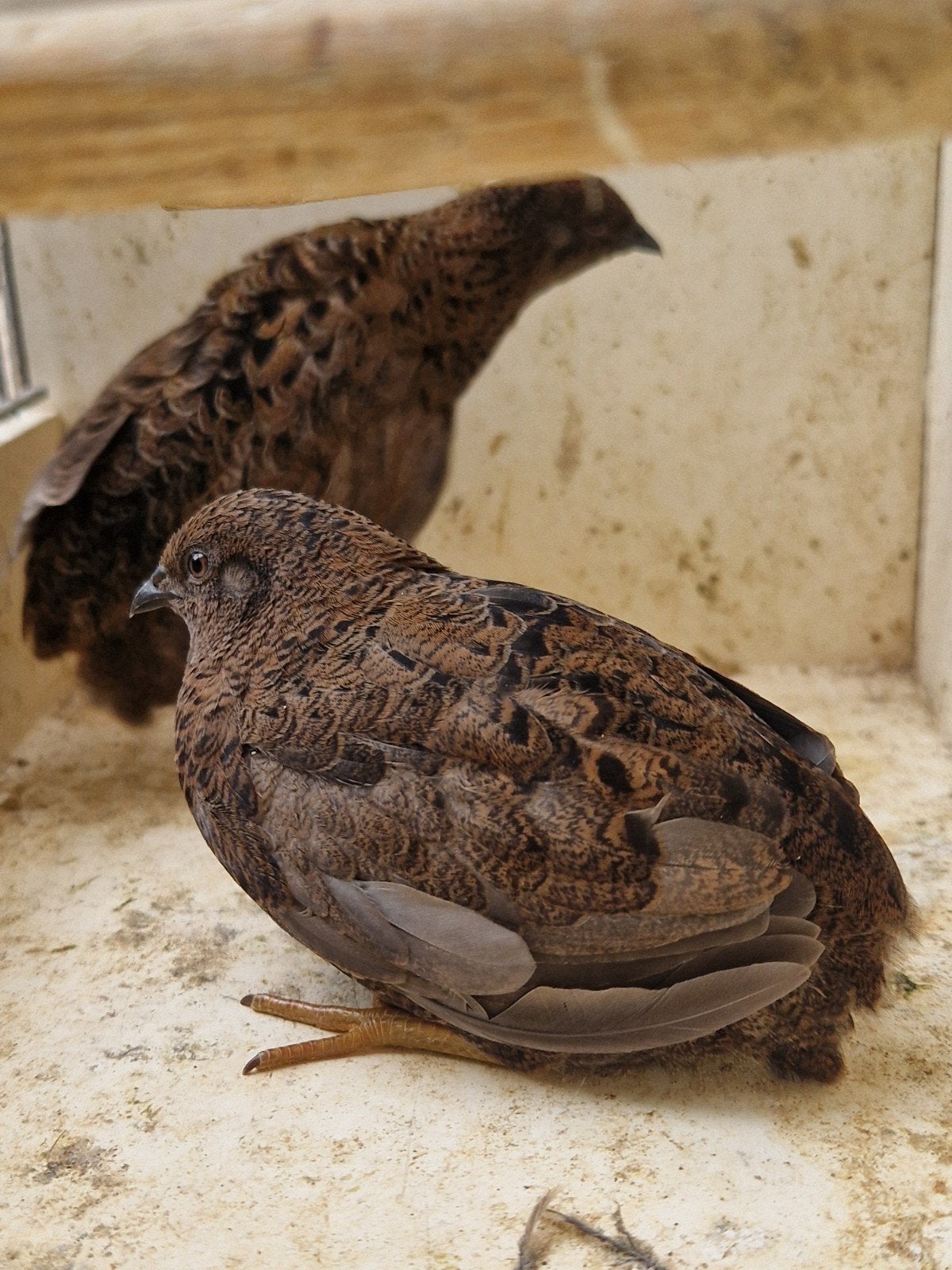 koppel chinese kwartel, Meerdere dieren