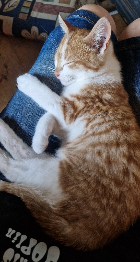 Kitten/jonge poesje/katertje, Kater, Kortharig, 0 tot 2 jaar