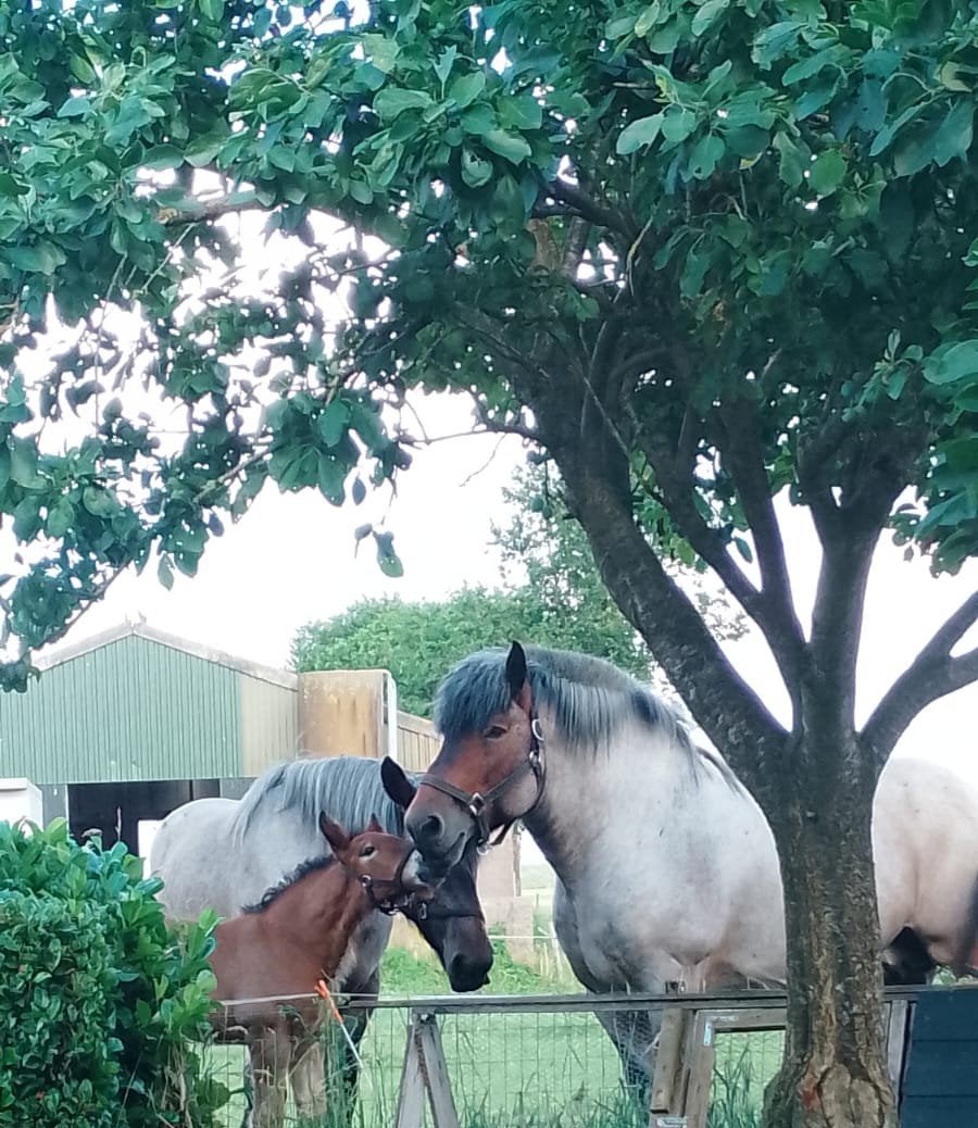 Belgisch Trekpaarden merrie hengst veulen, Dieren en Toebehoren, Met stamboom, Dressuurpaard, 170 tot 175 cm, 7 tot 10 jaar