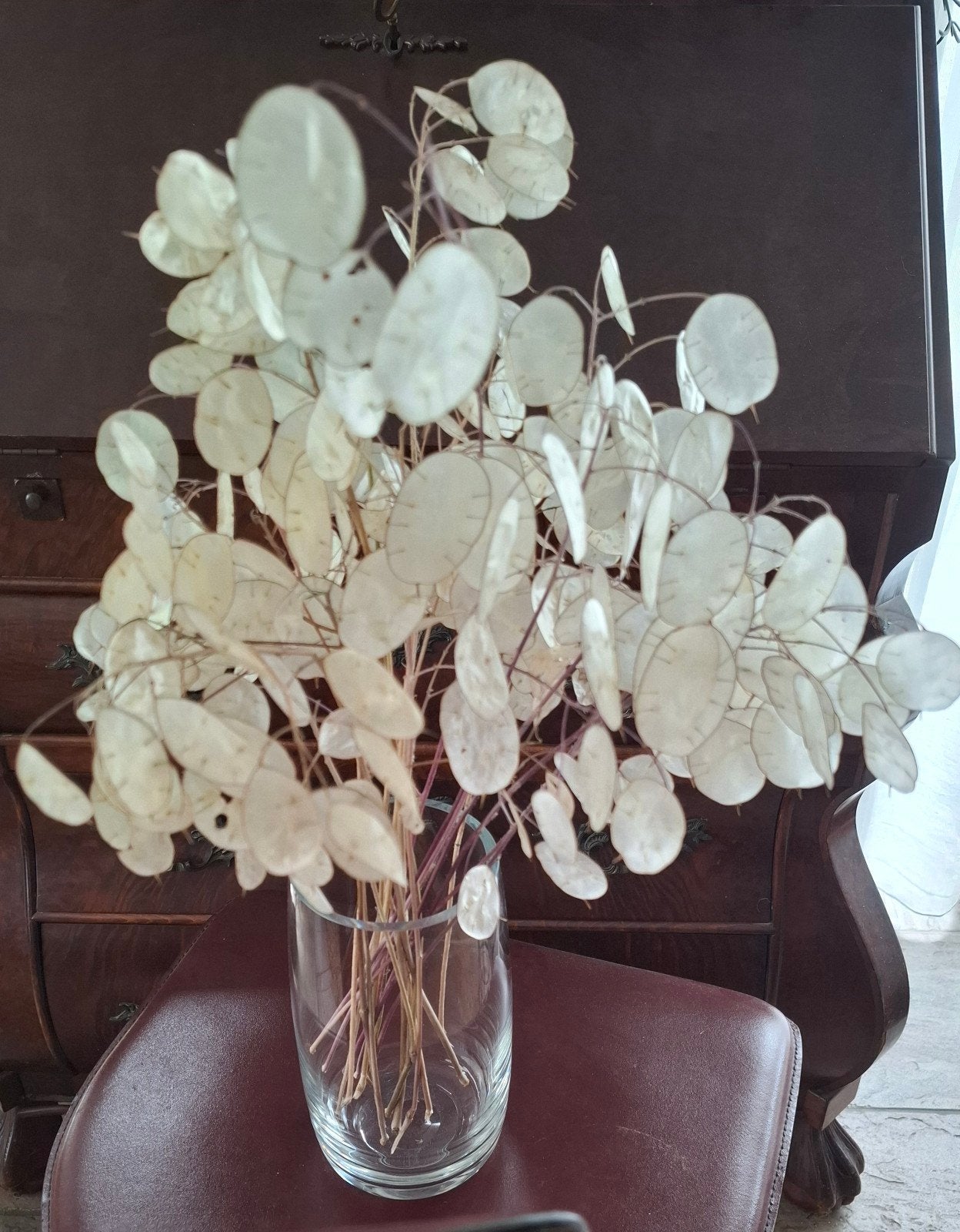 Bos Lunaria / Judaspenning gedroogd, Huis en Inrichting, Woonaccessoires | Droogbloemen, Ophalen of Verzenden, Nieuw