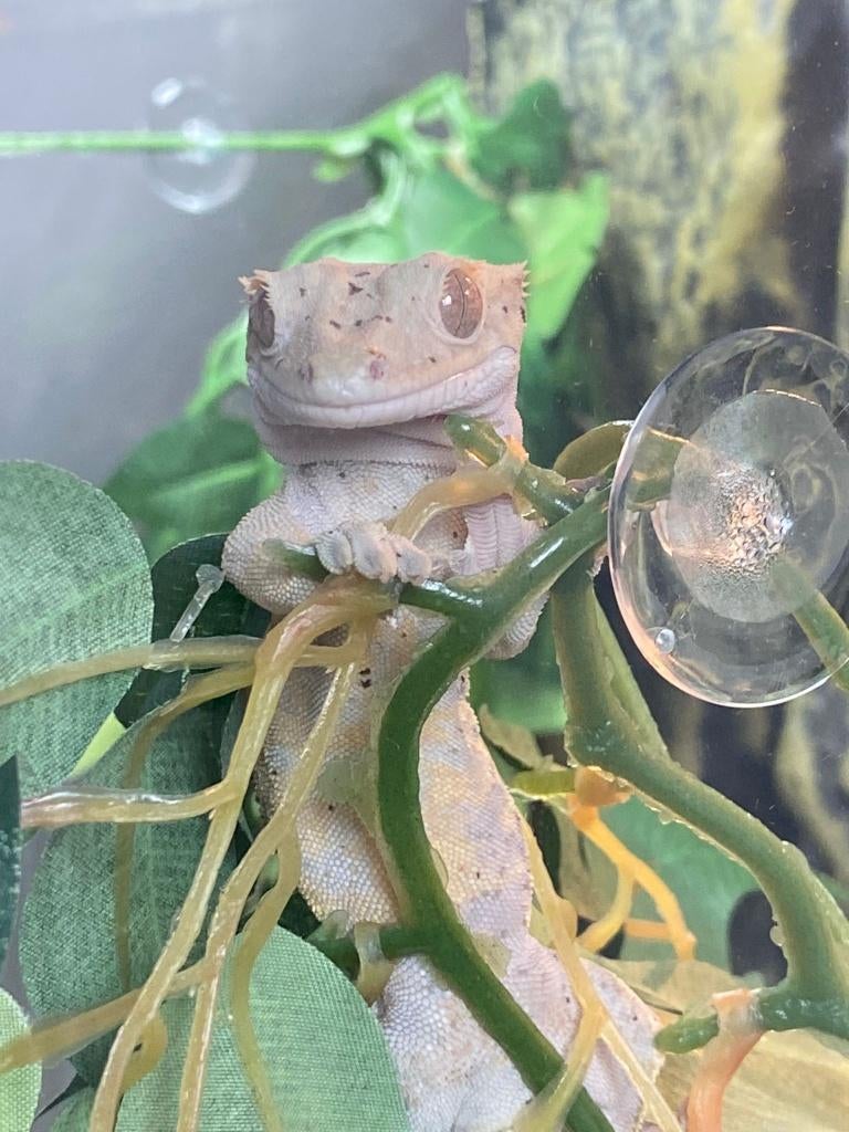Mooie wimpergekko, compleet met toebehoren (Exo Terra PRO) Crested Gecko - unknown for sale from Siudak