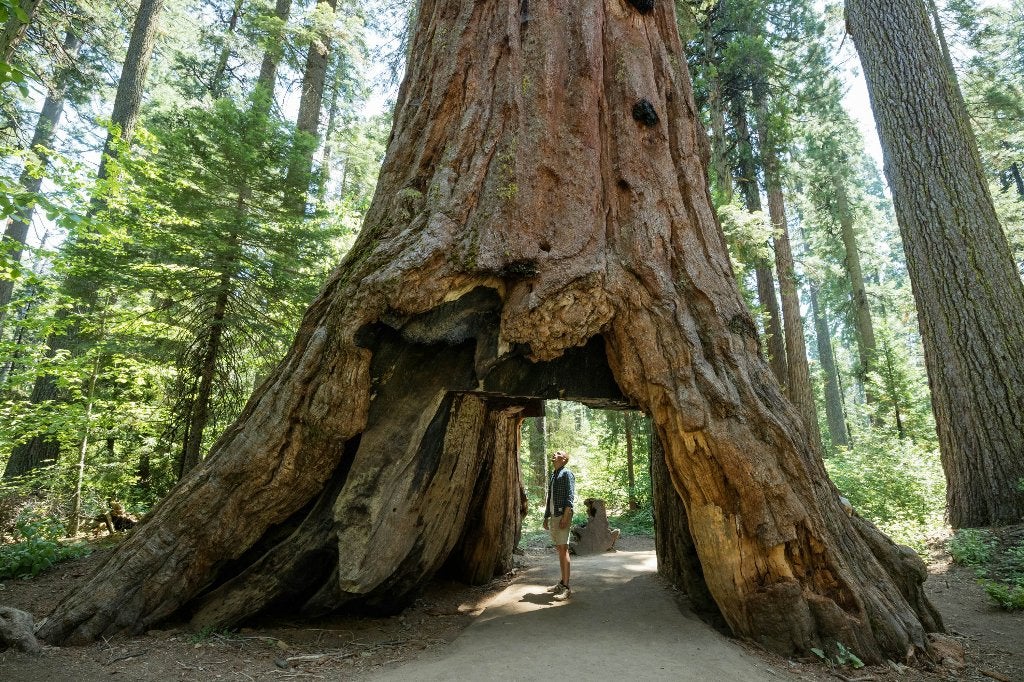 Sequoia giganteum zaden, grootste boom per wereld, Verzenden, Gehele jaar, Halfschaduw, Zaad