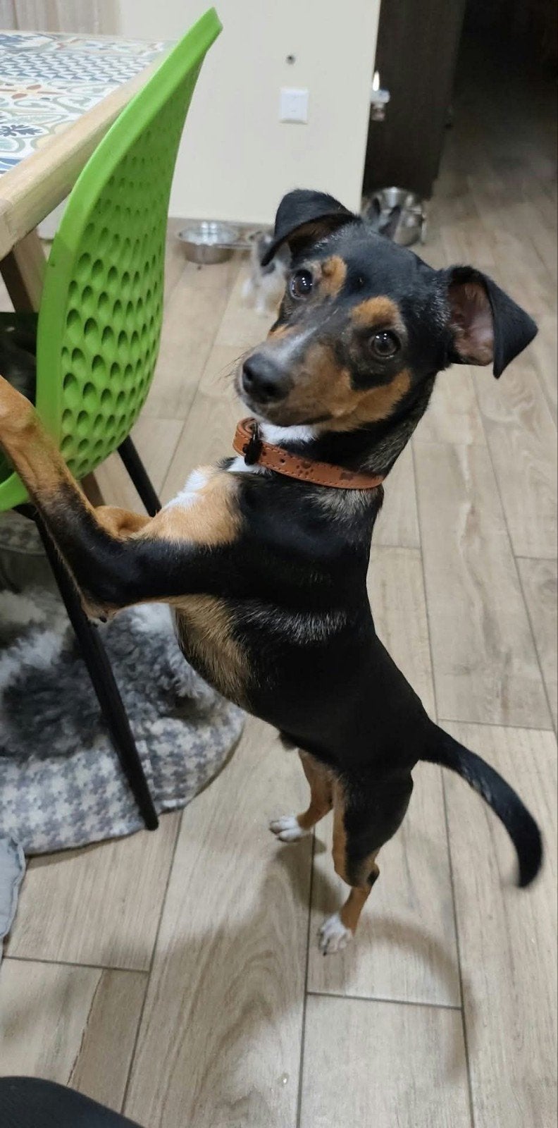 Bruce zoekt liefde pincher mix, Dieren en Toebehoren, 1 tot 2 jaar, Buitenland, Eén hond, CDV (hondenziekte)