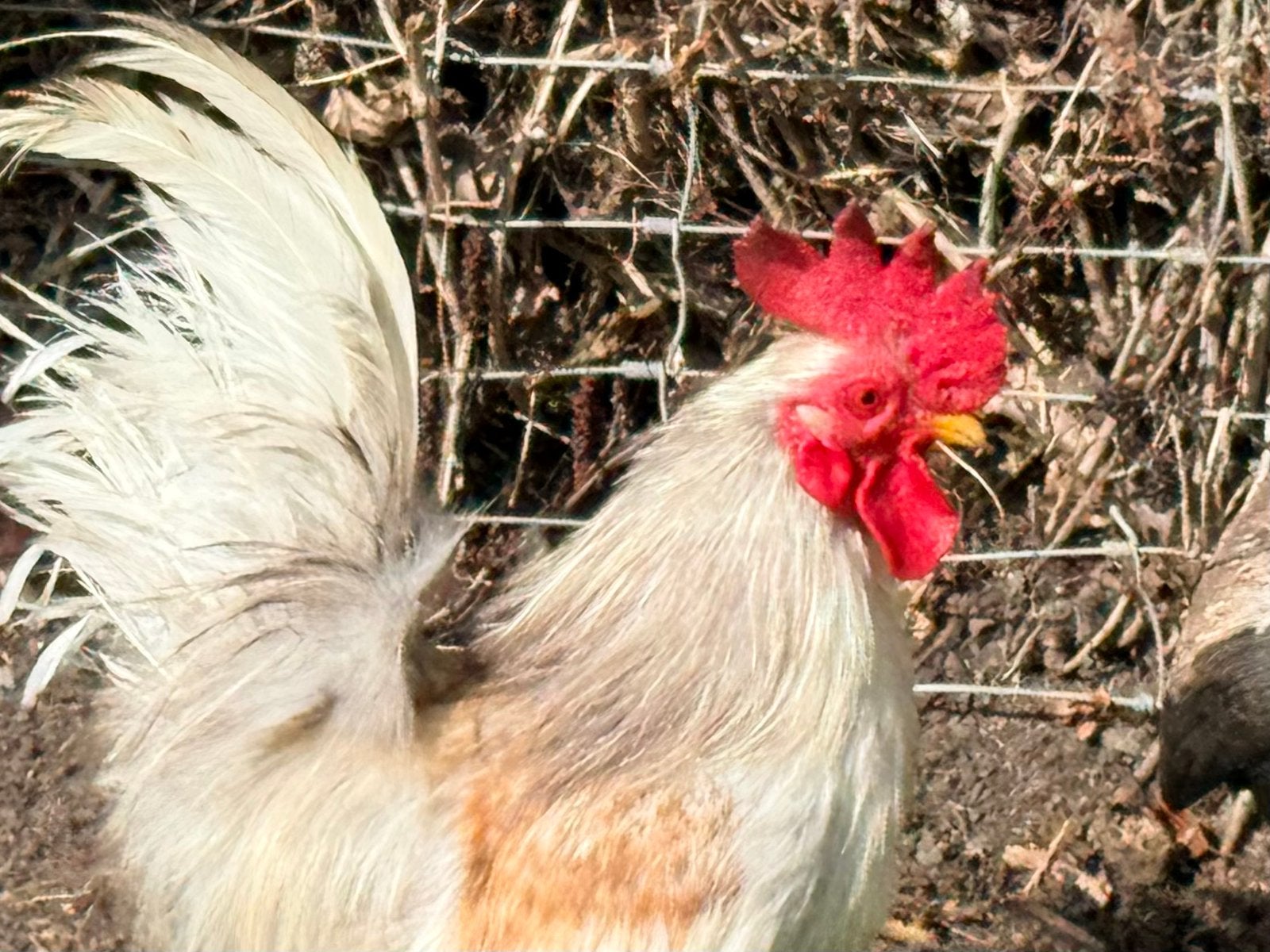 GRATIS zijdevederig Serama haantje, Dieren en Toebehoren, Mannelijk, Kip