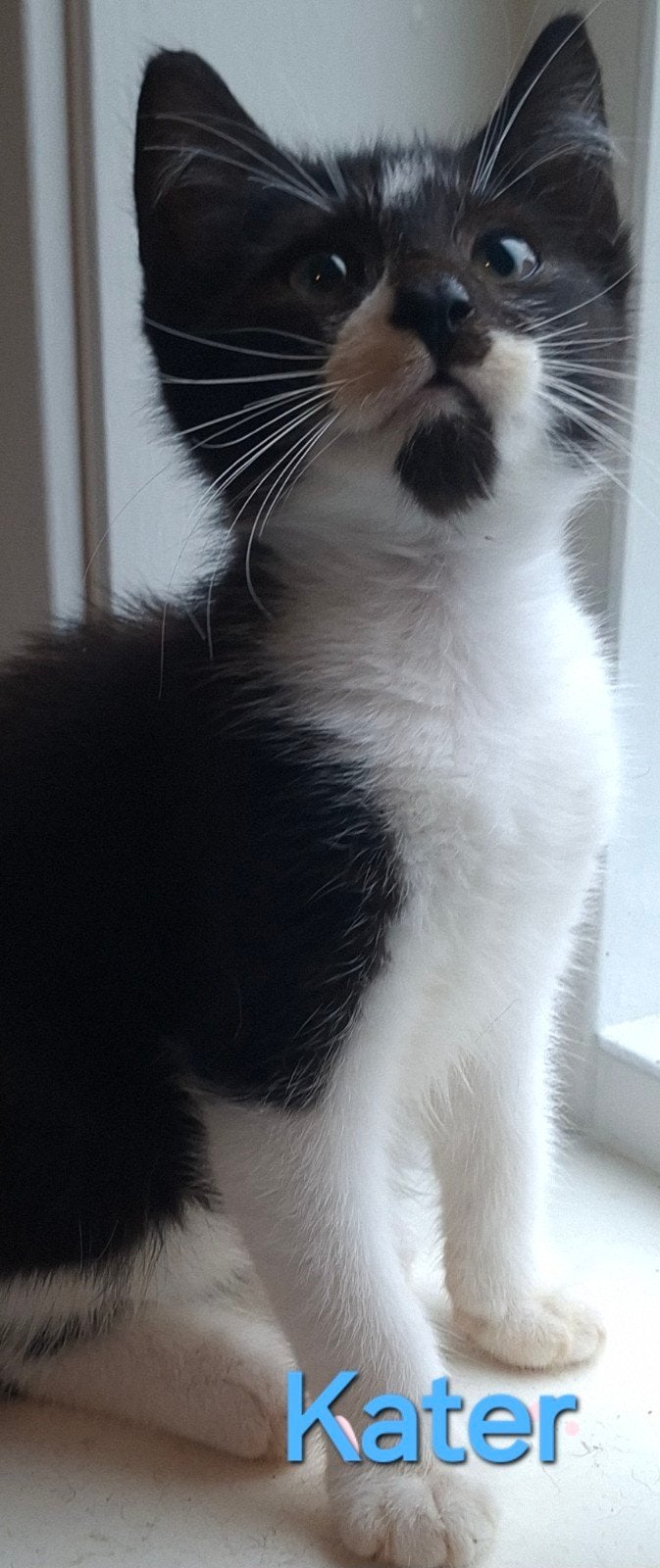 Lieve kittens te koop (SPOED), Dieren en Toebehoren, Meerdere dieren, Kortharig, 0 tot 2 jaar