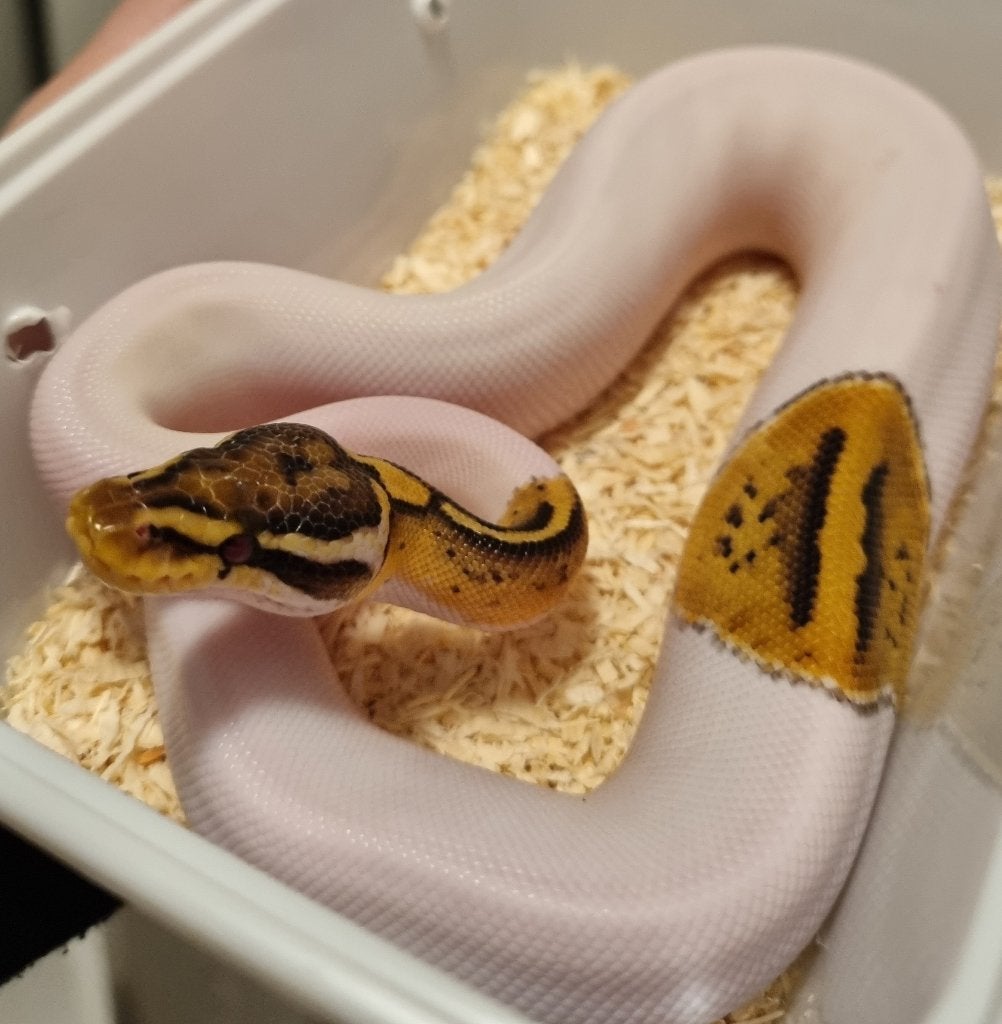0.1 special pastel enchi piebald koningspython Ball Python photo 3