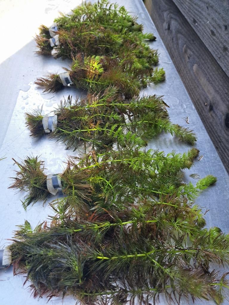 Zuurstofplanten Hoornblad ( cerathophyllum demersum), Ophalen, Nieuw