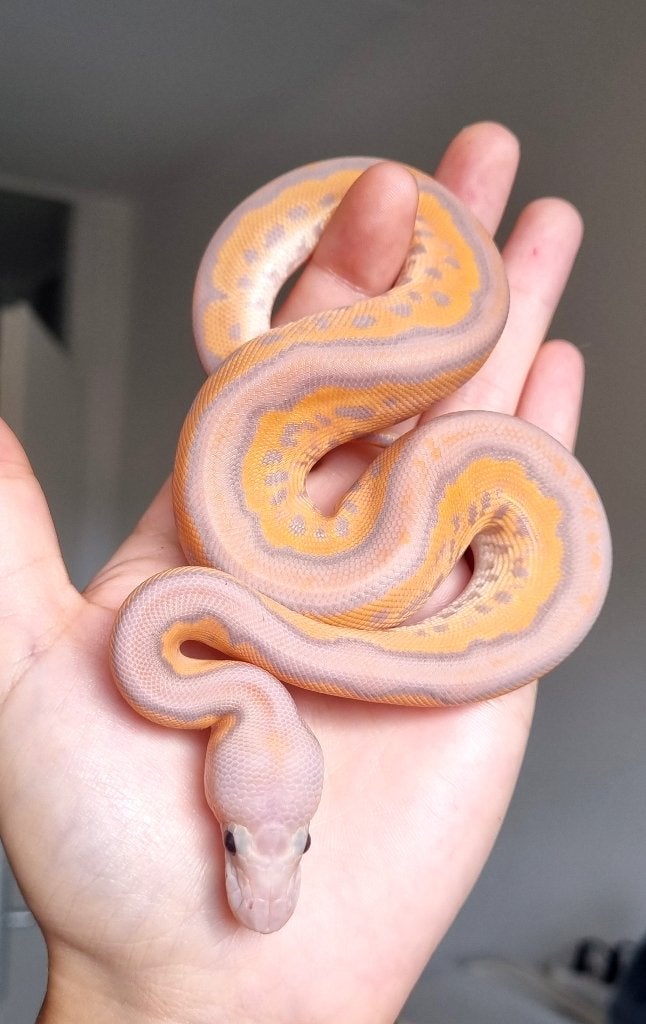 1.0 banana black pastel od spotnose clown koningspython Ball Python - male for sale from Snakesnballoons