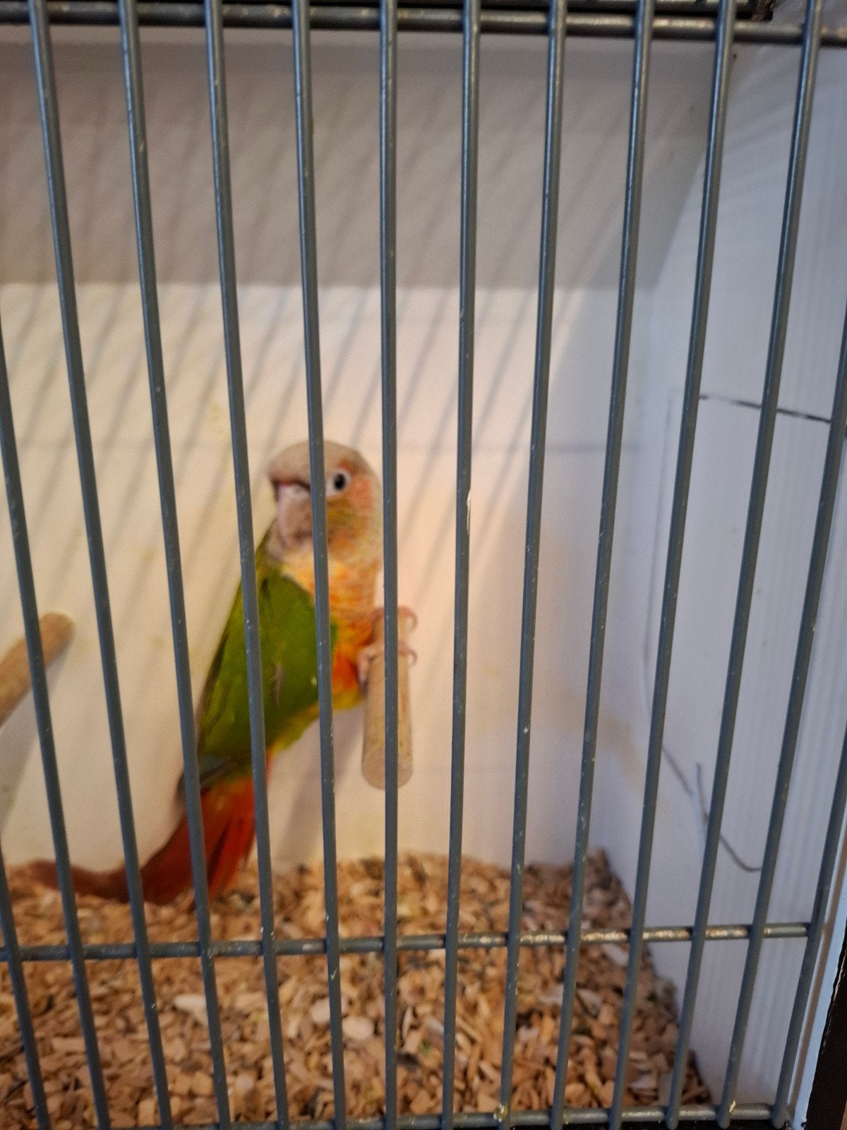 pyrrhura te koop, Dieren en Toebehoren, Meerdere dieren, Dwergpapegaai of Agapornis, Geringd