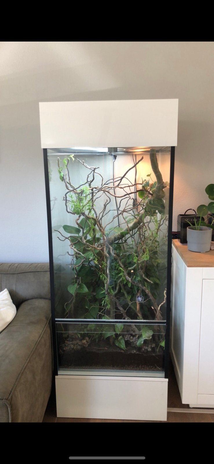 Compleet terrarium te koop voor een furcifer pardalis, Dieren en Toebehoren, Reptielen en Amfibieën | Toebehoren, Ophalen, Zo goed als nieuw