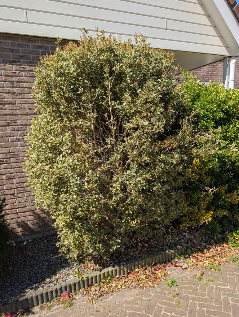 Hulst soort, Tuin en Terras, Planten | Bomen, Ophalen, Bloeit niet, Halfschaduw, Overige soorten