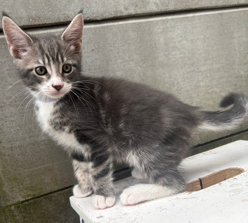 Maine coon Kitten Zoeken Een GOUD Mandje!, Dieren en Toebehoren, Katten en Kittens | Raskatten | Langhaar, Meerdere dieren, Gechipt