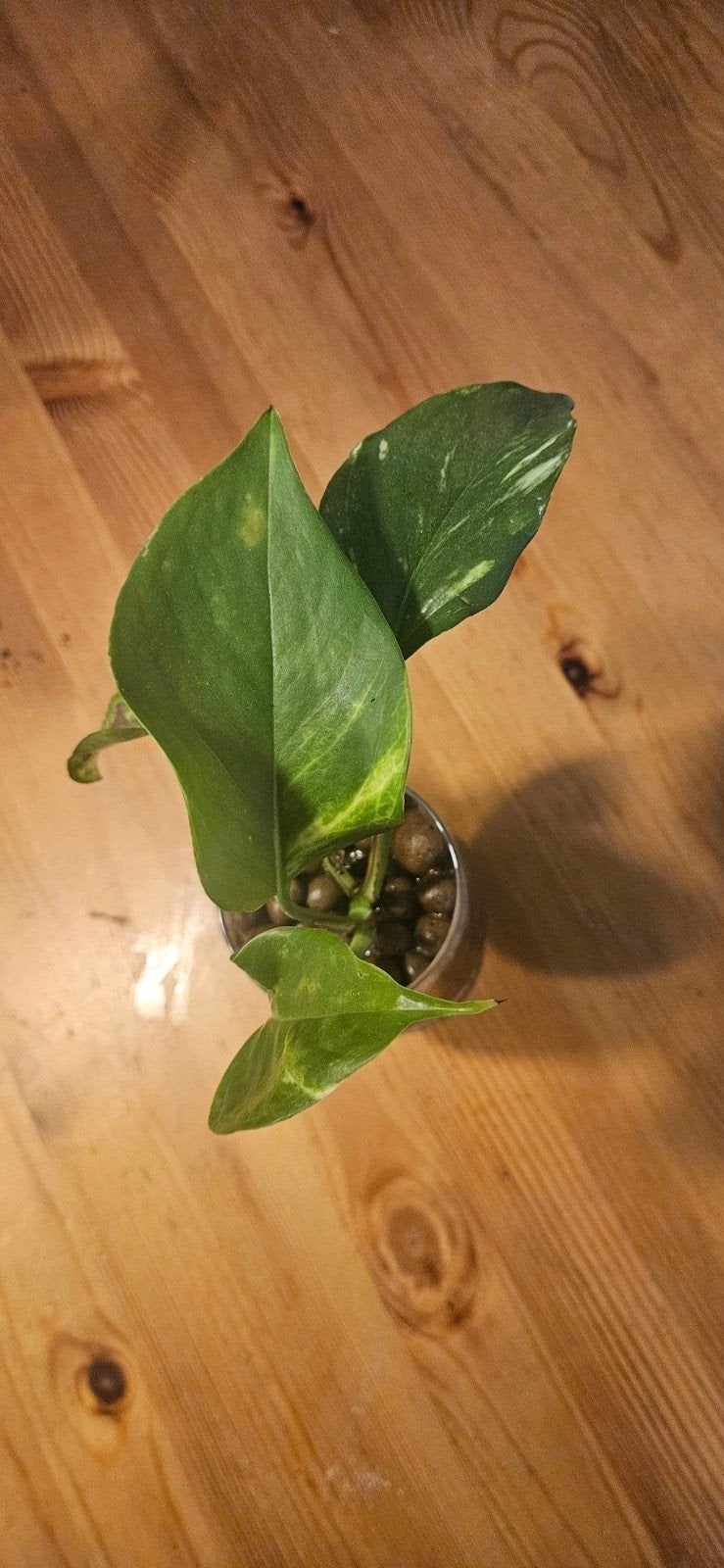 Jonge Pothos stek in water - Epipremnum Aureum, Huis en Inrichting, Kamerplanten, Overige soorten, Minder dan 100 cm, Groene kamerplant