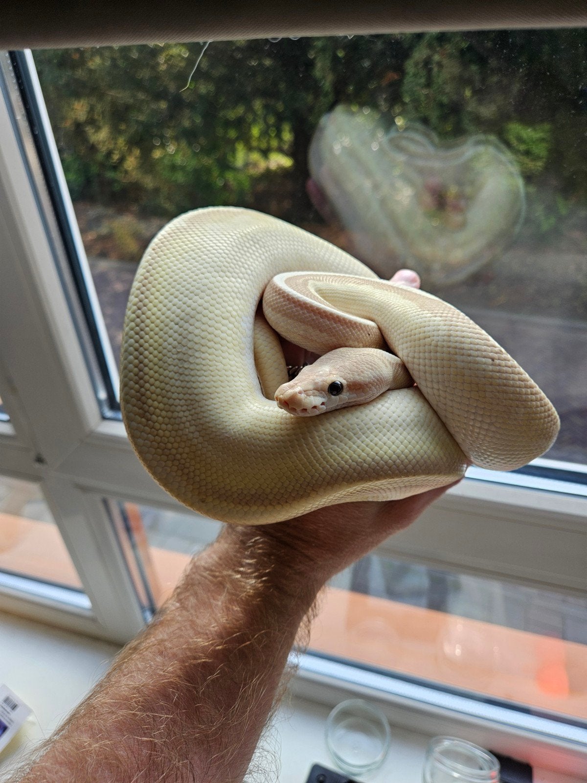 Python Regius Ball Python - male for sale from jelle