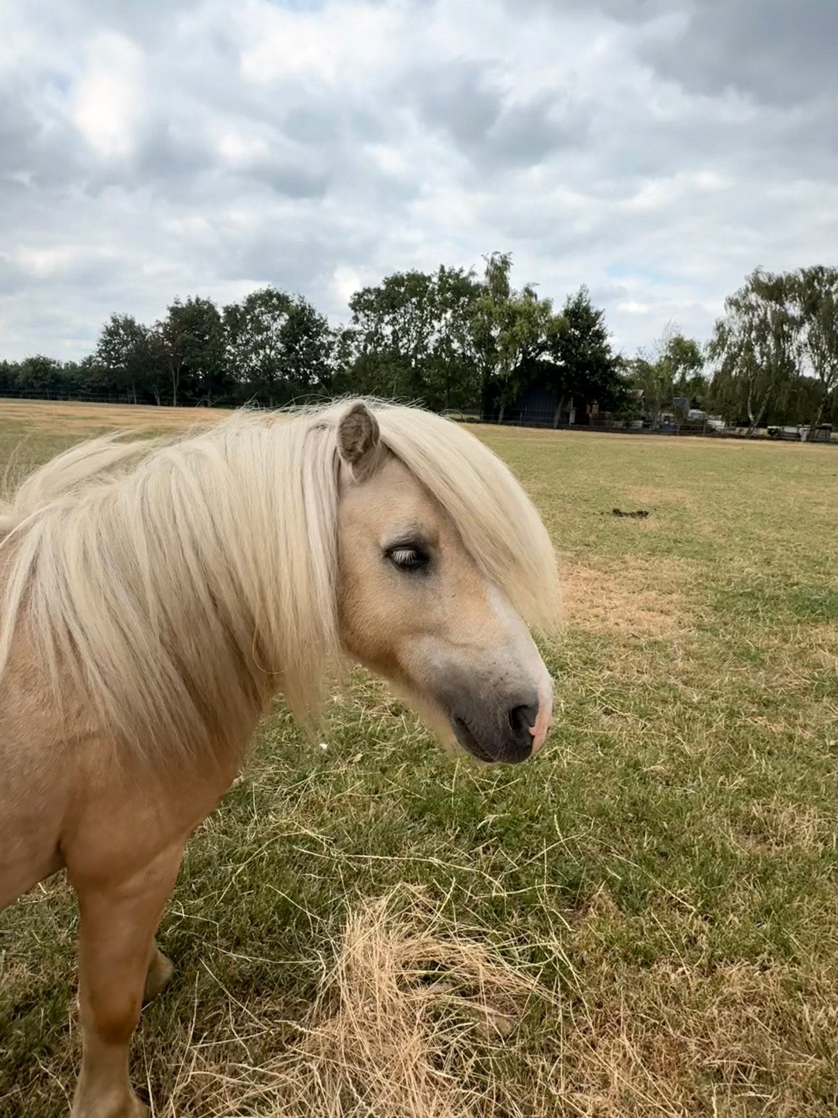 Palomino shetlander hengst - stamboek, Hengst, Onbeleerd, A pony (tot 1.17m), 0 tot 2 jaar