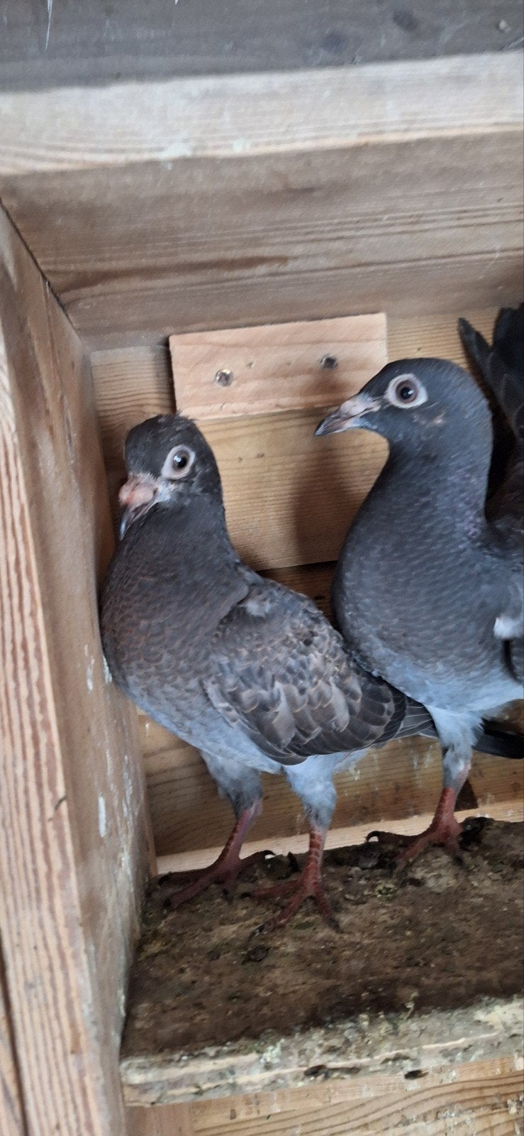 Duifen, Meerdere dieren