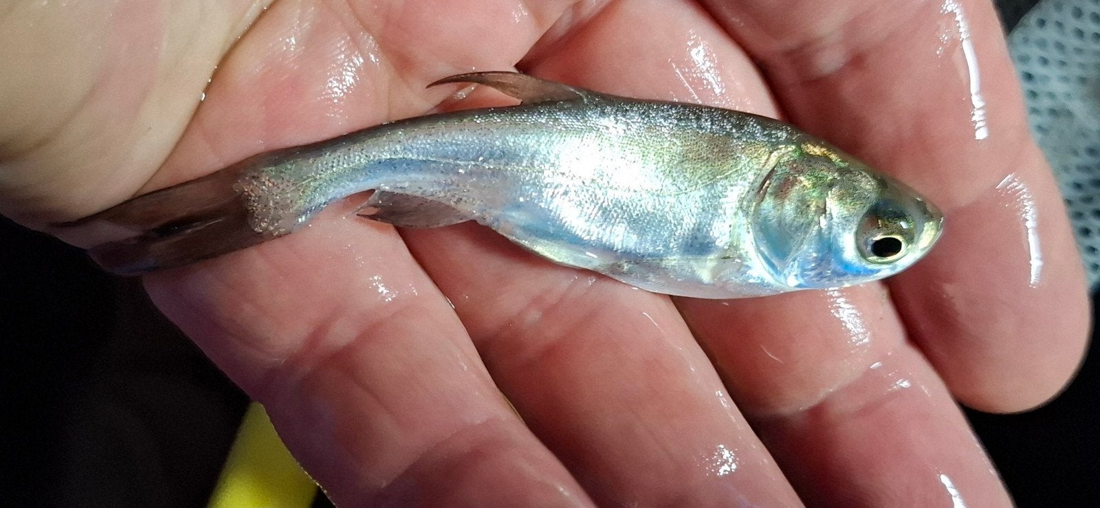 Zilverkarper 8-10 CM Algeneter, Dieren en Toebehoren, Vissen | Vijvervissen, Karper of Koi