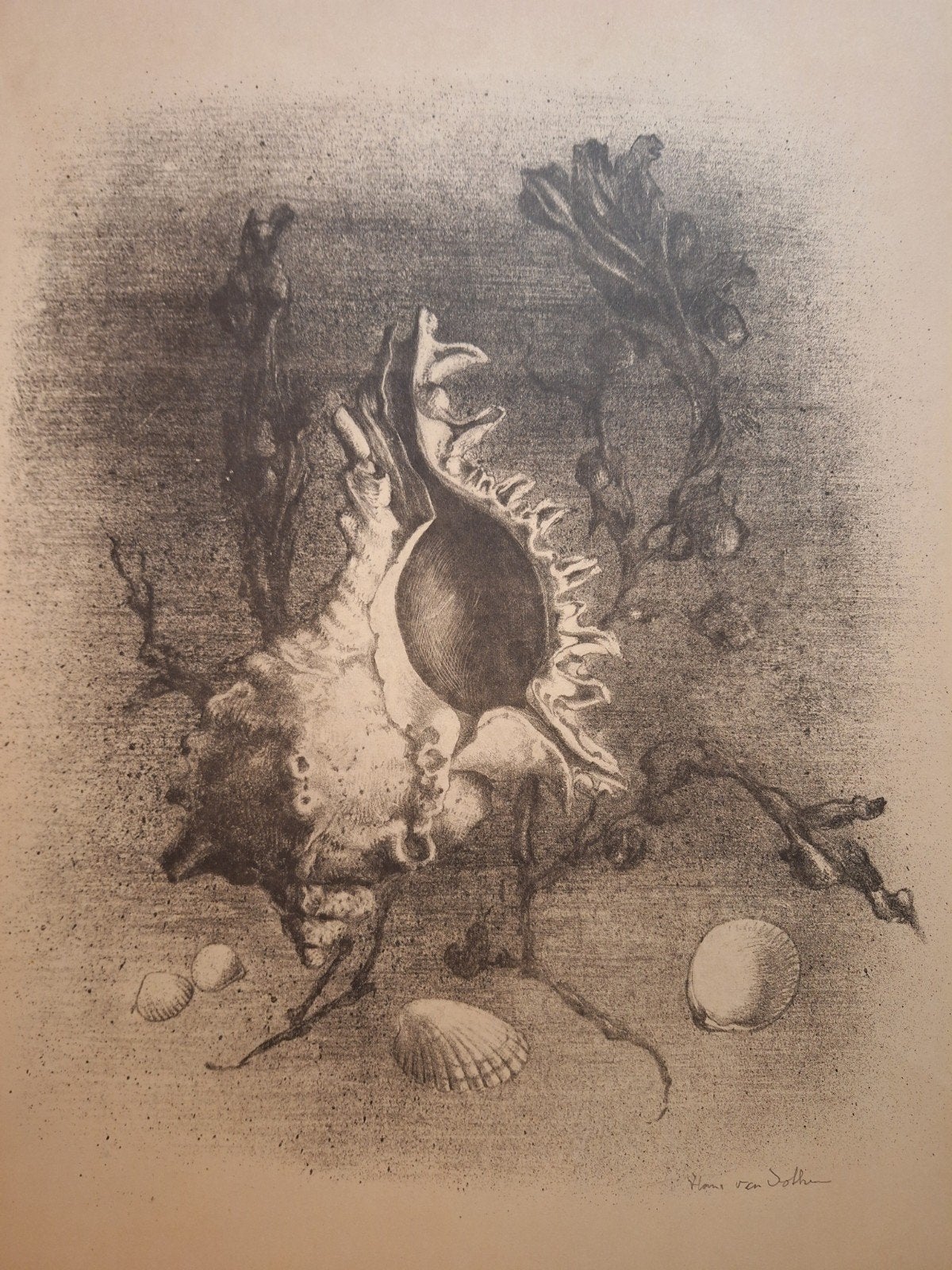 Lithografie 'Schelpen' door Hans van Dokkum, Gesigneerd, Ophalen of Verzenden, Dieren en Natuur, Lithografie