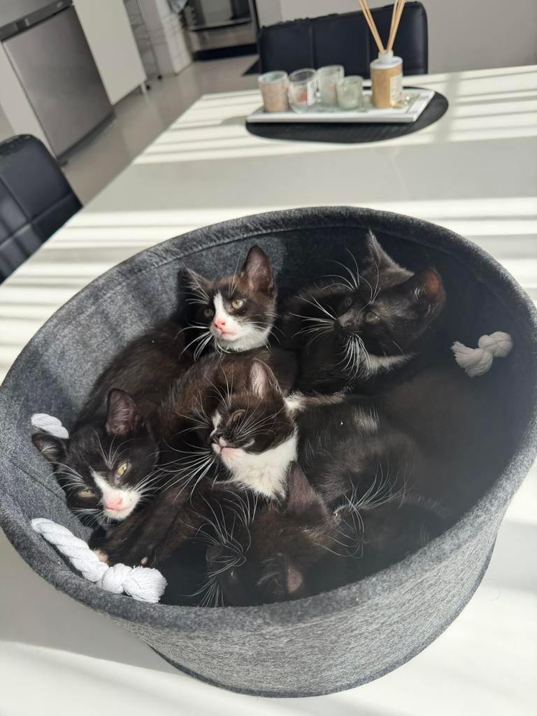 Kittens, Meerdere dieren