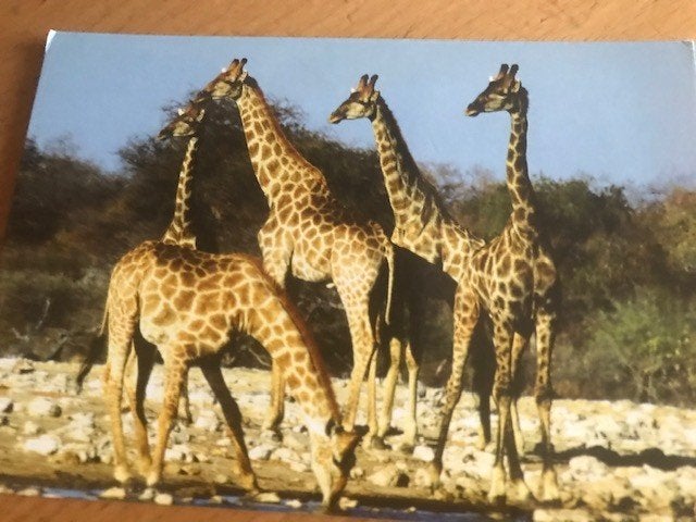 Giraffe, Ophalen of Verzenden, Voor 1920, Ongelopen