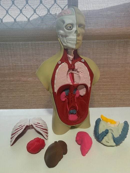Menselijk lichaam anatomie model torso met organen 1:1, Diversen, Hengelo OV, 3Demandstudio, Nieuw, Ophalen of Verzenden