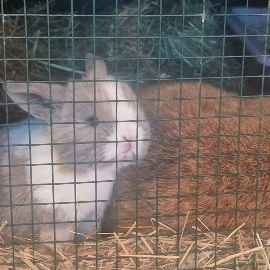 Minilop hangoor dwerg konijntjes te reserveren 🩵🩷🐰, Dieren en Toebehoren, Meerdere dieren, Dwerg, Hangoor, 0 tot 2 jaar