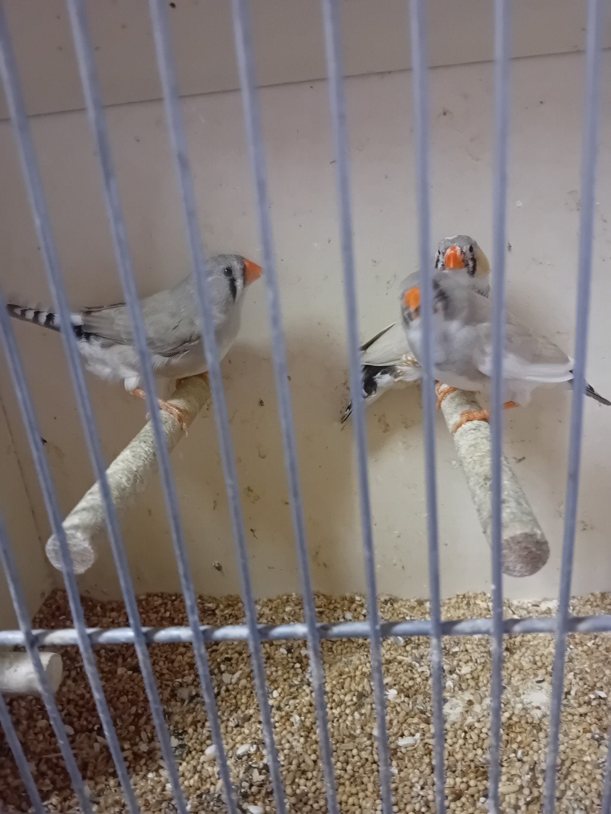 zebravinken, Meerdere dieren