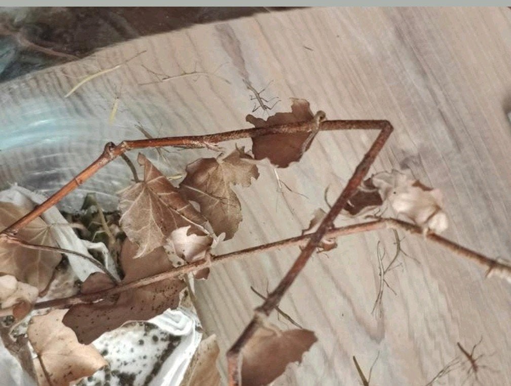 Wandelende takken HEEL VEEL! Gratis!, Dieren en Toebehoren, Insecten en Spinnen, Wandelende tak