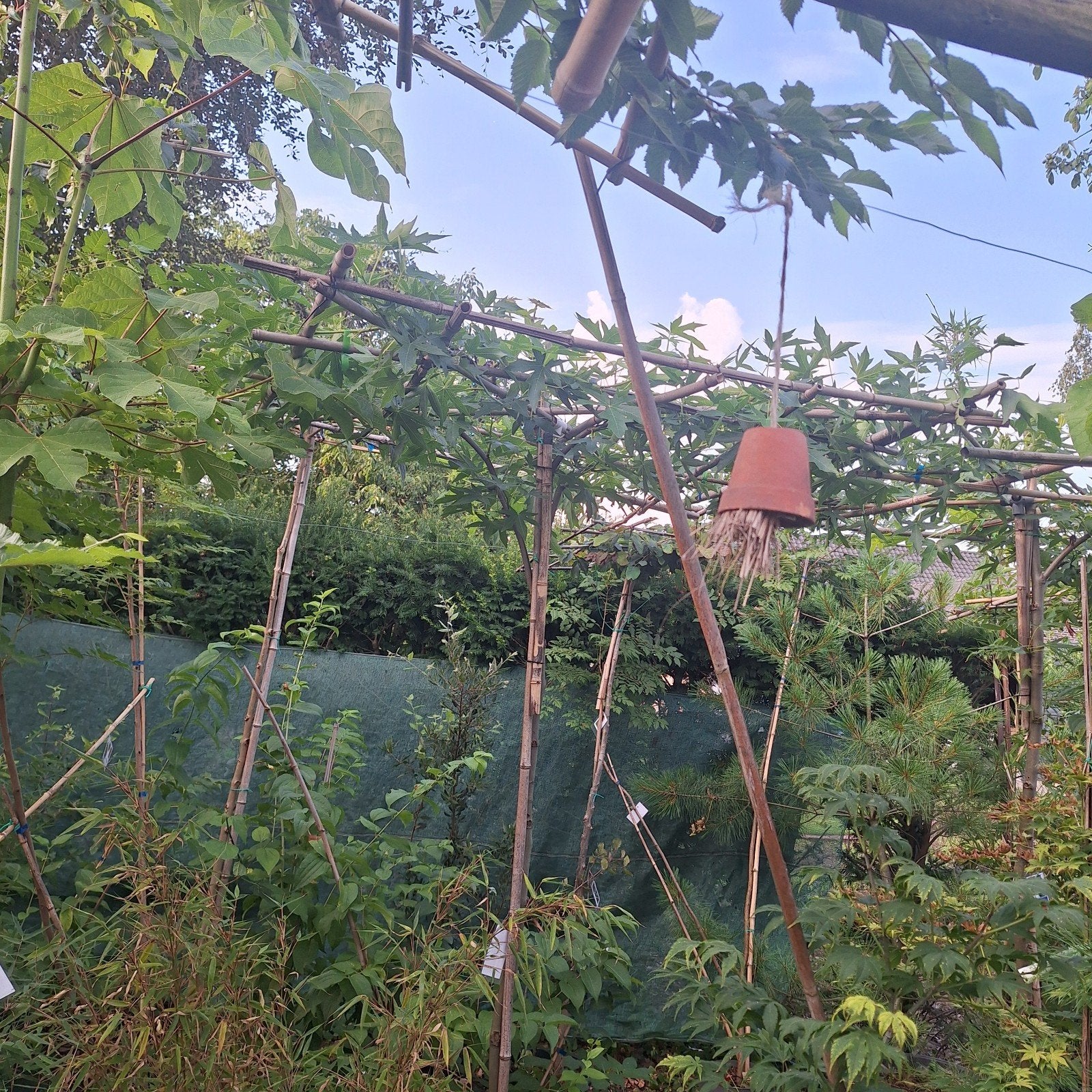 Diverse Dak- en Leibomen:, Tuin en Terras, Planten | Bomen, Lente, Dakboom, 250 tot 400 cm, Ophalen