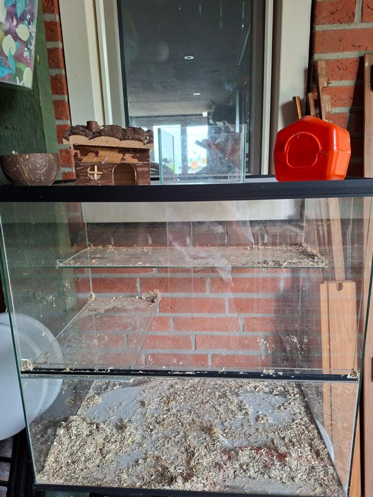 Gerbil terarium, Dieren en Toebehoren, Ophalen, Minder dan 75 cm, Kooi, Minder dan 60 cm